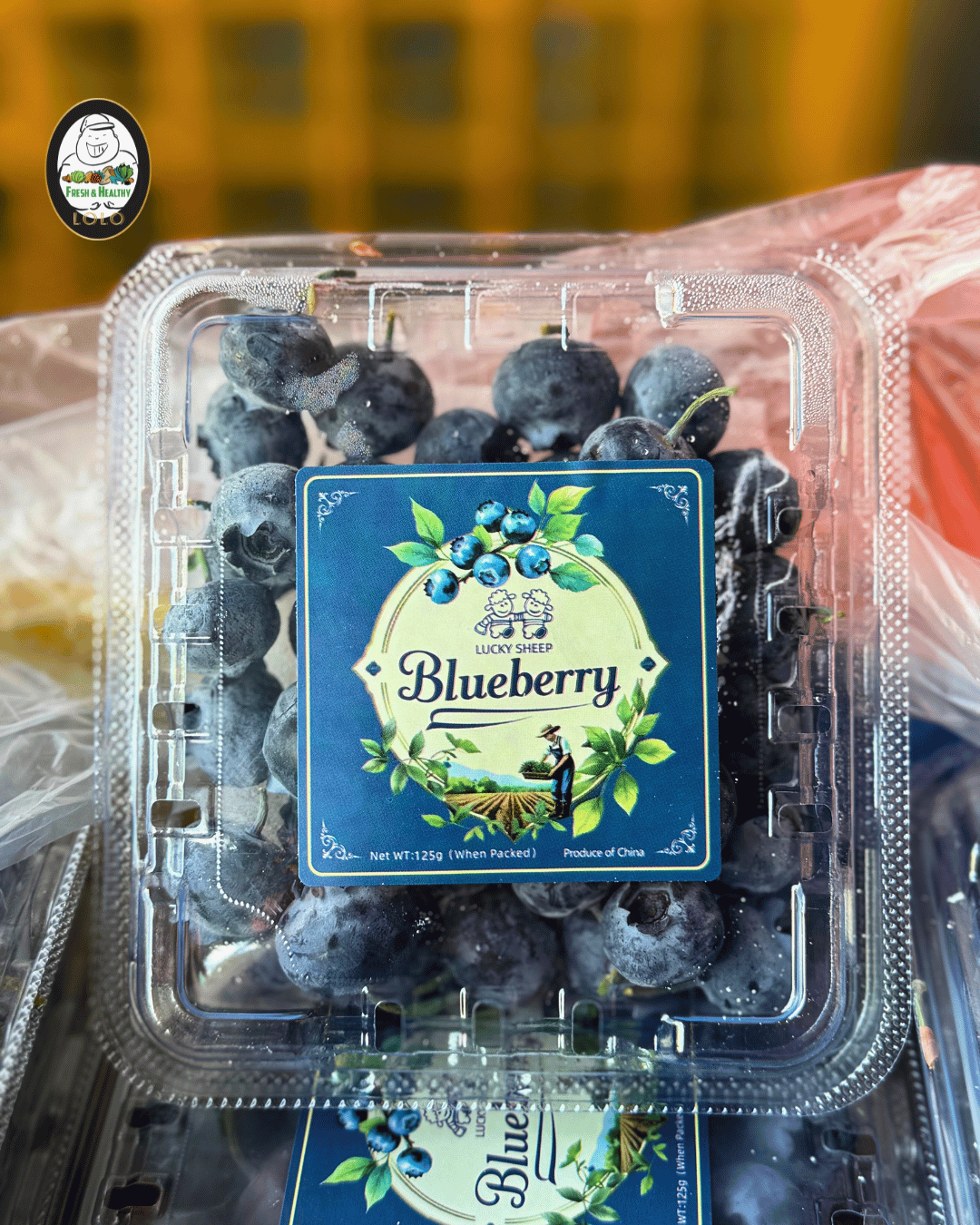 China Jumbo Blueberry 中国巨大蓝莓 (18mm)