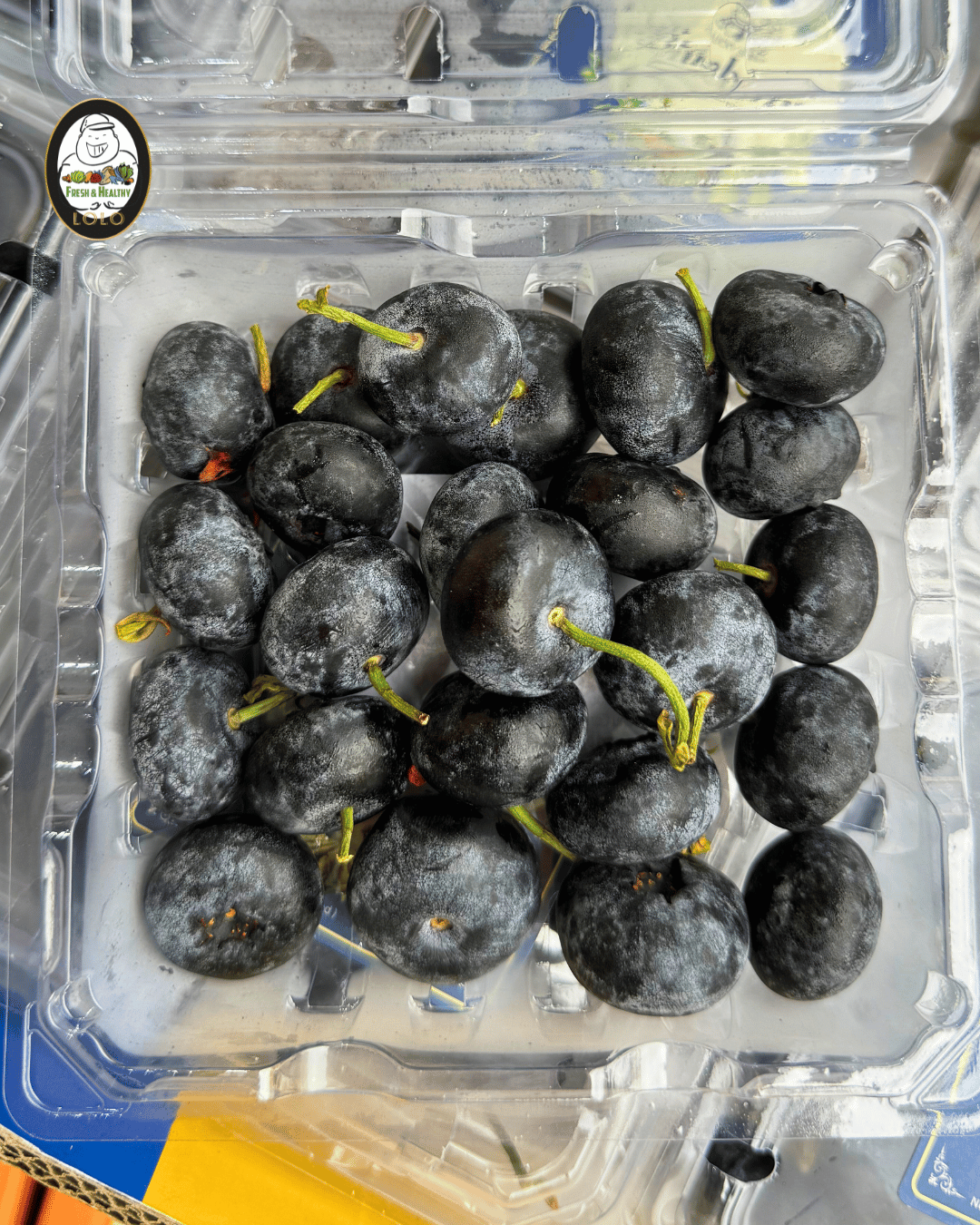 China Jumbo Blueberry 中国巨大蓝莓 (18mm) - Image 2