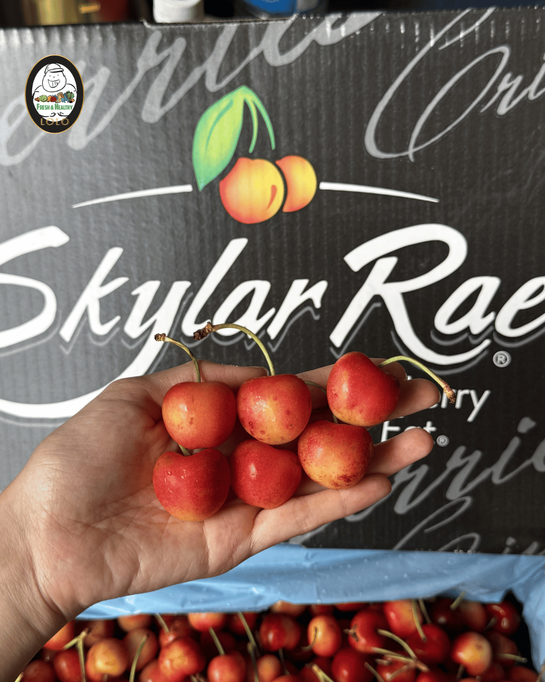 USA Skylar White Cherries Gift Box (1kg) 美国白车厘子 - Image 2
